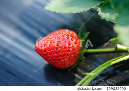 Strawberry fruits in growth in garden 109882590