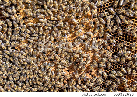 Abstract hexagon structure is honeycomb from bee hive filled 109882686