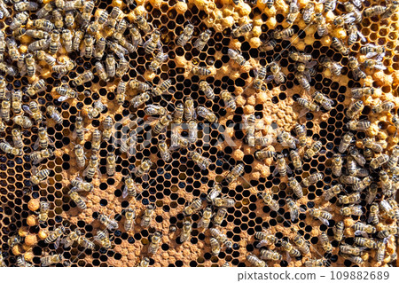 Abstract hexagon structure is honeycomb from bee hive filled 109882689
