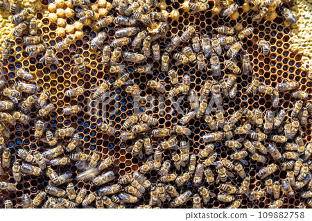 Abstract hexagon structure is honeycomb from bee hive filled 109882758