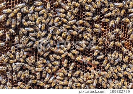 Abstract hexagon structure is honeycomb from bee hive filled 109882759