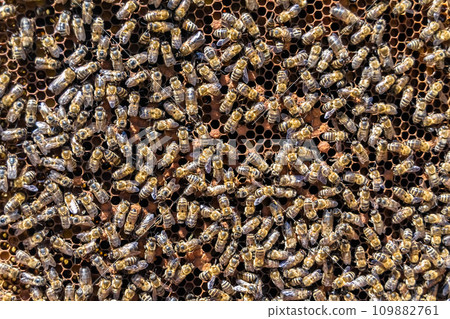 Abstract hexagon structure is honeycomb from bee hive filled 109882761