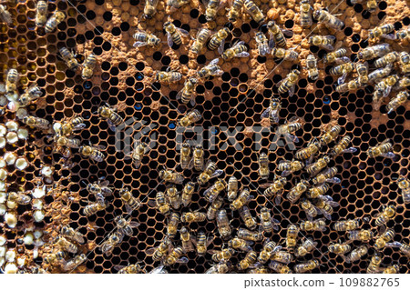 Abstract hexagon structure is honeycomb from bee hive filled 109882765