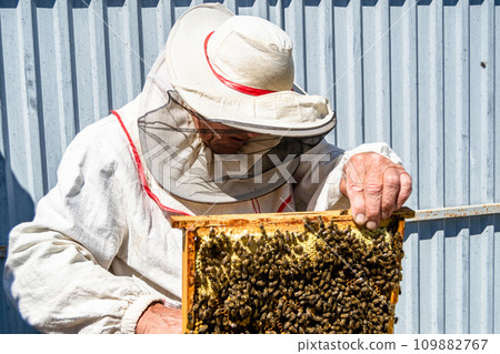 Winged bee slowly flies to beekeeper collect nectar on private apiary 109882767