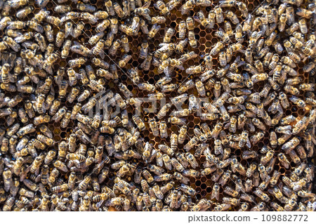 Abstract hexagon structure is honeycomb from bee hive filled 109882772