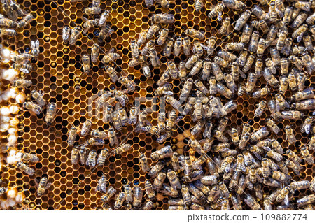 Abstract hexagon structure is honeycomb from bee hive filled Abstract hexagon structure is honeycomb from bee hive filled 109882774