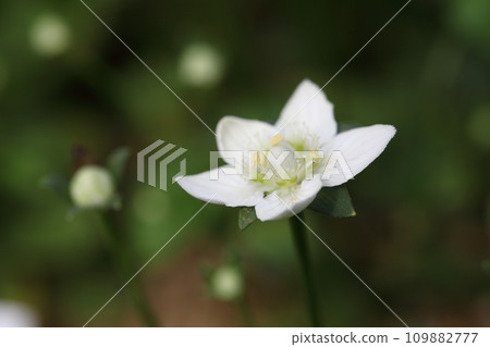 Umebachisou的花 109882777