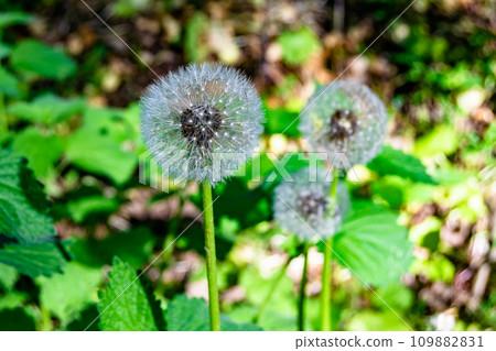 Beautiful wild growing flower seed dandelion on background meadow Beautiful wild growing flower seed dandelion on background meadow 109882831