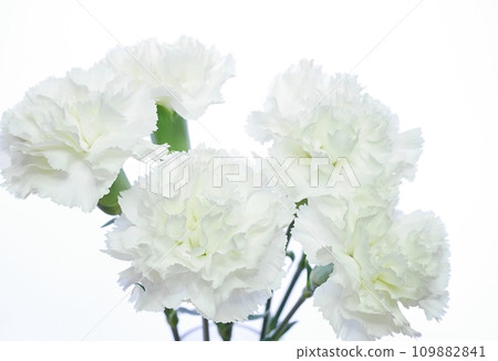 white carnation 20220509 white carnation 20220509 109882841