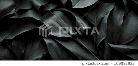 abstract black leaves for tropical leaf background. dark nature concept, tropical leaf 109882922