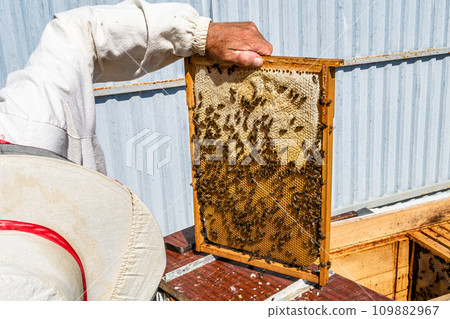 Winged bee slowly flies to beekeeper collect nectar on private apiary Winged bee slowly flies to beekeeper collect nectar on private apiary 109882967