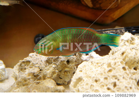 lemon parrotfish 109882969