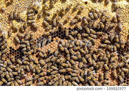 Abstract hexagon structure is honeycomb from bee hive filled 109882977