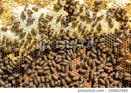 Abstract hexagon structure is honeycomb from bee hive filled Abstract hexagon structure is honeycomb from bee hive filled 109882980