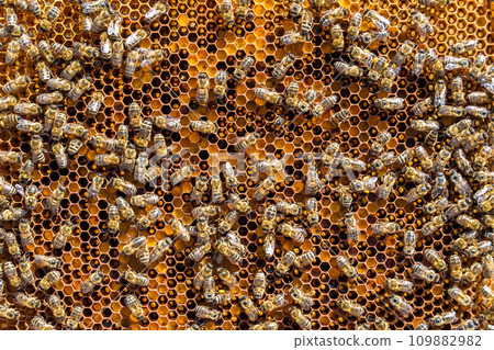 Abstract hexagon structure is honeycomb from bee hive filled Abstract hexagon structure is honeycomb from bee hive filled 109882982