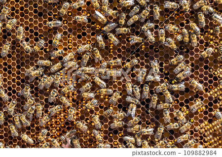 Abstract hexagon structure is honeycomb from bee hive filled 109882984