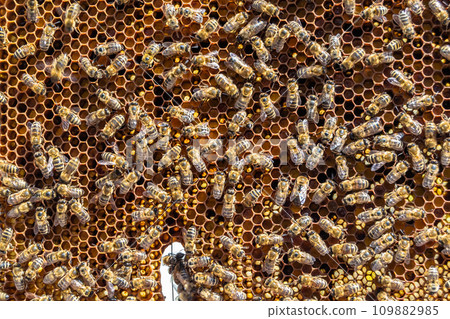 Abstract hexagon structure is honeycomb from bee hive filled 109882985