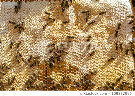 Abstract hexagon structure is honeycomb from bee hive filled Abstract hexagon structure is honeycomb from bee hive filled 109882995