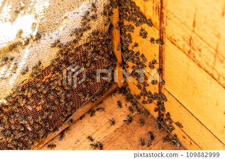 Abstract hexagon structure is honeycomb from bee hive filled 109882999