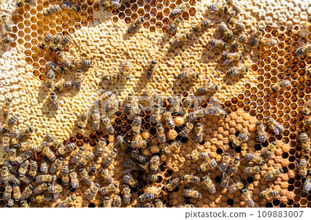 Abstract hexagon structure is honeycomb from bee hive filled Abstract hexagon structure is honeycomb from bee hive filled 109883007