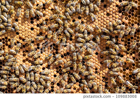Abstract hexagon structure is honeycomb from bee hive filled Abstract hexagon structure is honeycomb from bee hive filled 109883008
