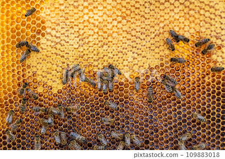 Abstract hexagon structure is honeycomb from bee hive filled 109883018