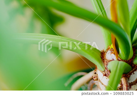 Philodendron cerome stem Philodendron cerome stem 109883025