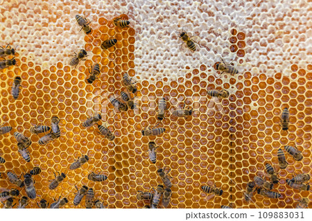 Abstract hexagon structure is honeycomb from bee hive filled 109883031