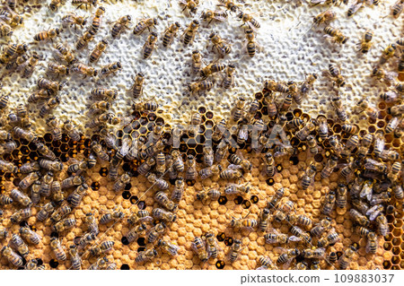 Abstract hexagon structure is honeycomb from bee hive filled Abstract hexagon structure is honeycomb from bee hive filled 109883037