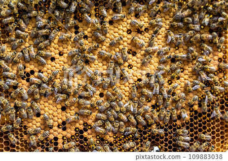 Abstract hexagon structure is honeycomb from bee hive filled 109883038