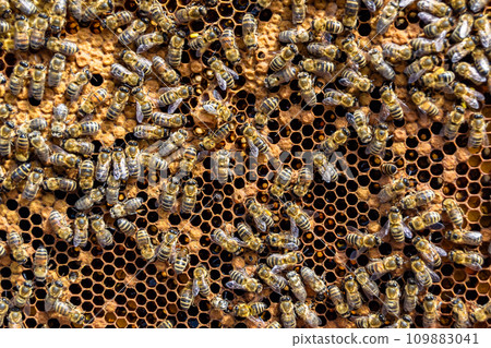 Abstract hexagon structure is honeycomb from bee hive filled 109883041