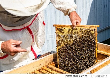 Winged bee slowly flies to beekeeper collect nectar on private apiary Winged bee slowly flies to beekeeper collect nectar on private apiary 109883054