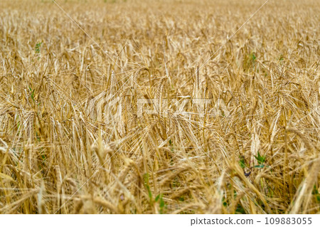 Photography on theme big wheat farm field for organic harvest Photography on theme big wheat farm field for organic harvest 109883055