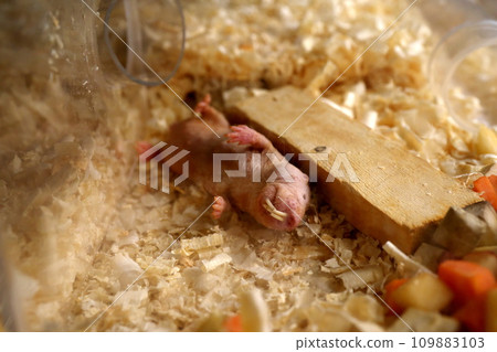 裸鼴鼠睡在肚臍裡 109883103