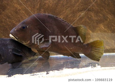 Hige Soridai Hige Soridai 109883119