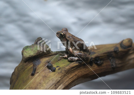 保護性彩色日本樹蛙 109883521