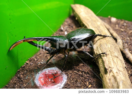 Hercules / Rickey 109883983