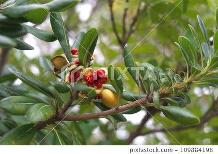 Tobera fruit and red seeds Tobera fruit and red seeds 109884198