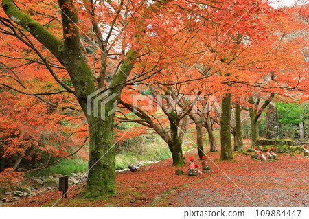 大寧農的秋葉 109884447