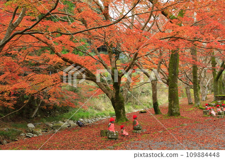 大寧農的秋葉 109884448