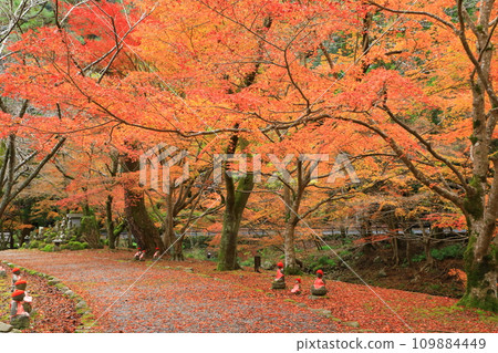 大寧農的秋葉 109884449