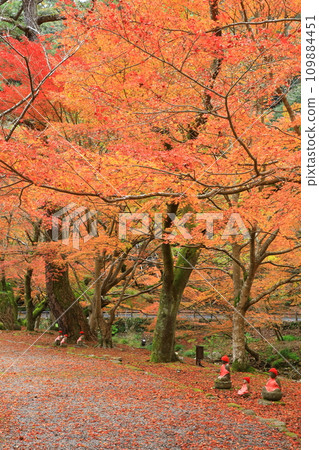 Autumn leaves of Da Ningong 109884451