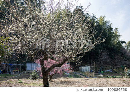 Landscape with plum blossoms 109884768