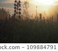 Lupine flowers in summer field at sunset. Purple flowers in summer meadow.  109884791