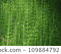 Forest horsetails thickest is the undergrowth  109884792