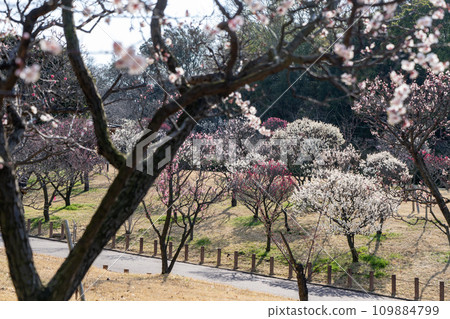 有梅花的公園 有梅花的公園 109884799