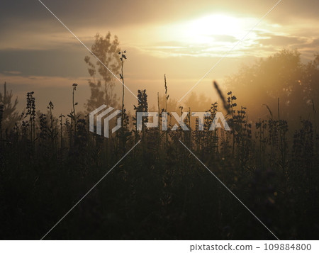 Lupine flowers in summer field at sunset. Purple flowers in summer meadow.  109884800