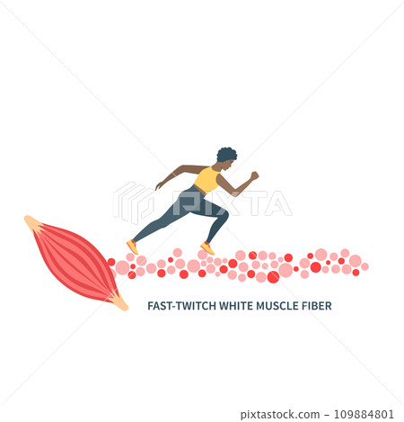 Fast twitch white muscle fiber type illustration 109884801