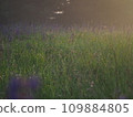 Lupine flowers in summer field at sunset. Purple flowers in summer meadow.  109884805