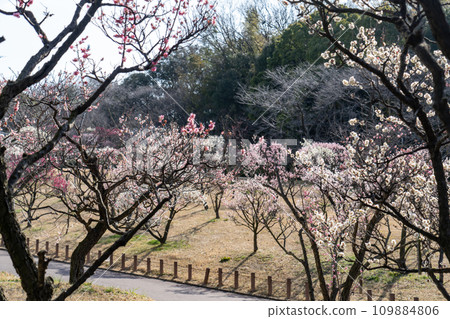 梅園盛開 梅園盛開 109884806